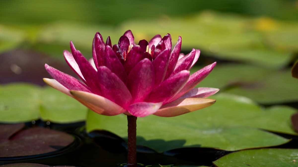centering-prayer-retreat Contemplative Worship